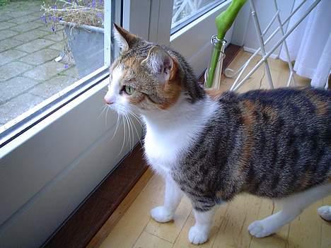 Blanding af racer Mitte - Kigger lige udenfor.. billede 5