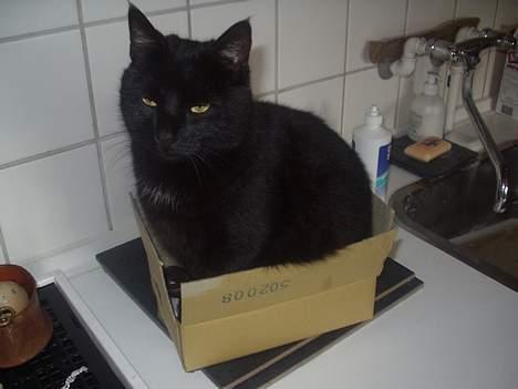 Huskat Benji *Nye billeder* - Benji i en lille papkasse. Hans ynglings sted at være billede 1