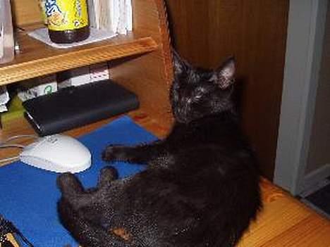 Huskat Benji *Nye billeder* - Min Benji i en yngre, og slankere, version billede 2