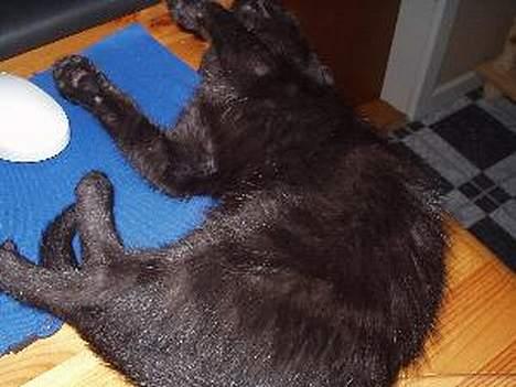 Huskat Benji *Nye billeder* - Lille legesyge Benji billede 3