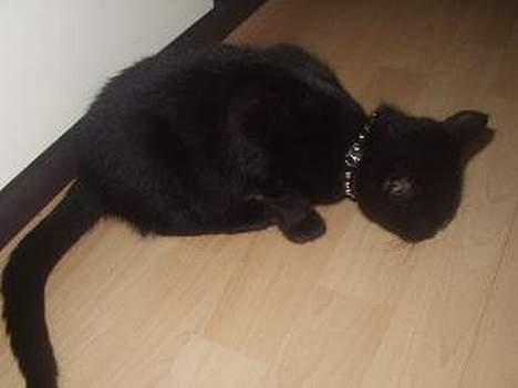 Huskat Benji *Nye billeder* - Benji, da han var mindre, med mit gamle nittearmbånd om halsen :) billede 4