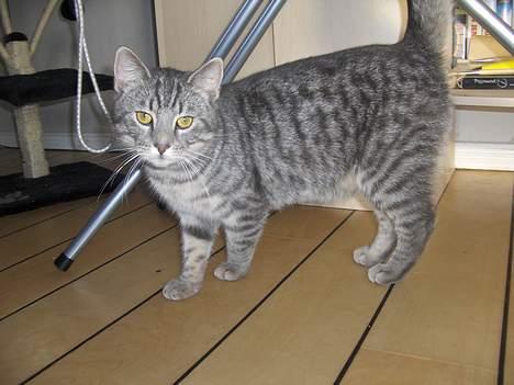 Blanding af racer Viggo - ja dejlig er jeg og jeg ved det :) billede 4