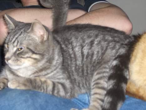 Blanding af racer Viggo - Ligger lige og putter ved farmand billede 5