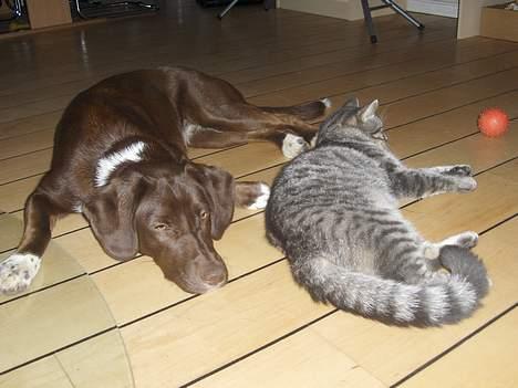 Blanding af racer Viggo - se jeg er næsten lige så stor som hunden :) billede 6