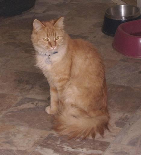 Maine Coon Garfield << Død >> billede 1