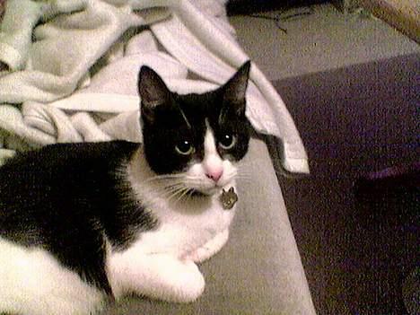 Huskat freja - livet skal nydes billede 9