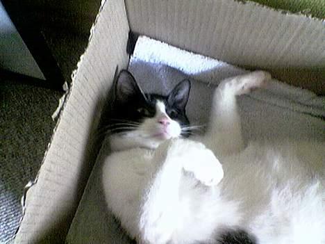 Huskat freja - jeg sover i min papkasse billede 10