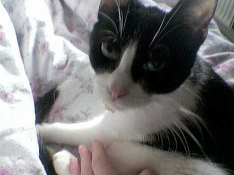 Huskat freja - jeg slapper af det skal man gøre en gang i mellem billede 11