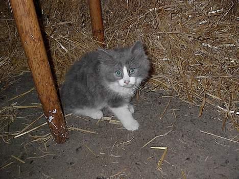 Huskat Buller - forsvundet :'( - Buller da han var killing , inden jeg fik ham hjem . billede 2