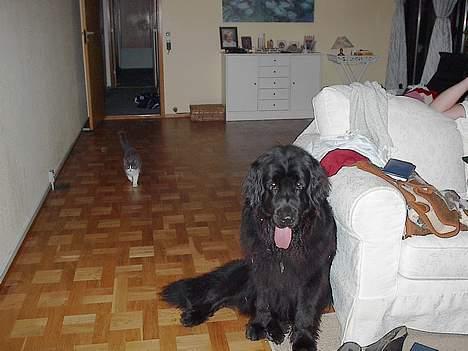 Huskat Buller - forsvundet :'( - Min gamle hund som er aflivet , og Buller i baggrunden  billede 3