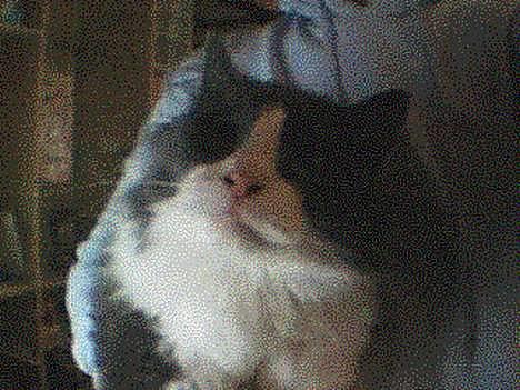 Huskat Buller - forsvundet :'( - Rigtig dårligt billede, men what ever? billede 4