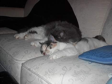 Huskat Buller - forsvundet :'( - Nåårh, Buller og hans søster billede 5