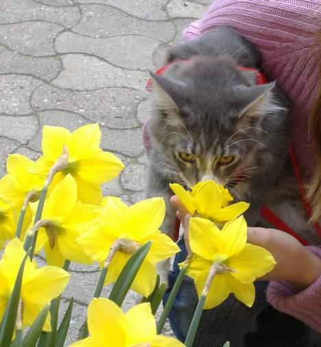 Maine Coon JOEY *død 29-07-2011* - snuser til blomster billede 12