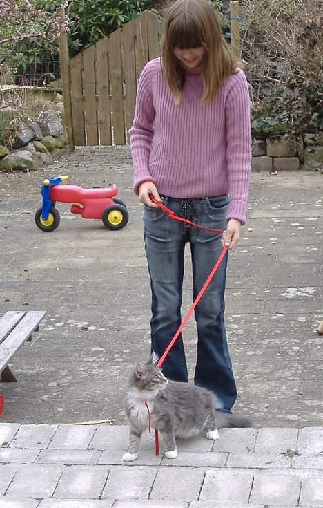 Maine Coon JOEY *død 29-07-2011* - 1. gåtur i sele billede 13