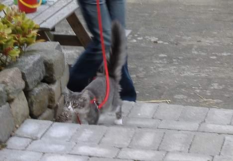 Maine Coon JOEY *død 29-07-2011* - hun ville så gerne ind igen, men spændende det var det! billede 14