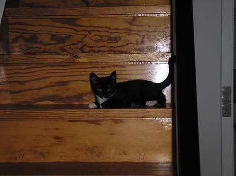 Blanding af racer Fister  - så slapper vi lige af... billede 4