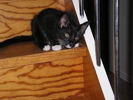 Blanding af racer Fister  - Nej, var der nogel der tog et billed, så må jeg jo helle lige prøve at flytte mig... billede 5