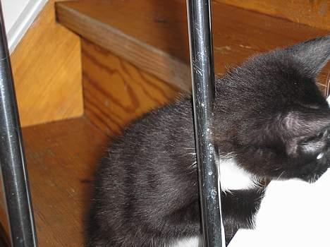 Blanding af racer Fister  - Der sider altså en stor grim hund der nede, så har ikke lige tid til at kigge. billede 6