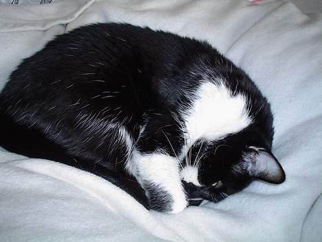 Blanding af racer Freja - Sover i mors seng billede 2