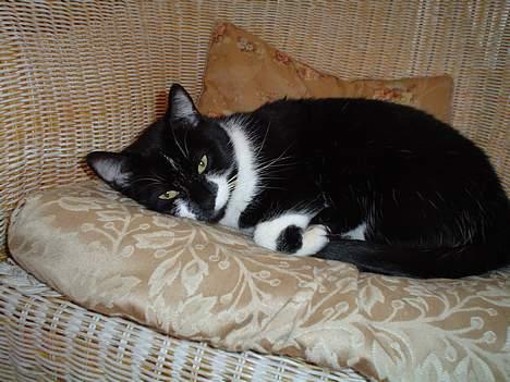 Blanding af racer Freja - Sover i stolen.. billede 3