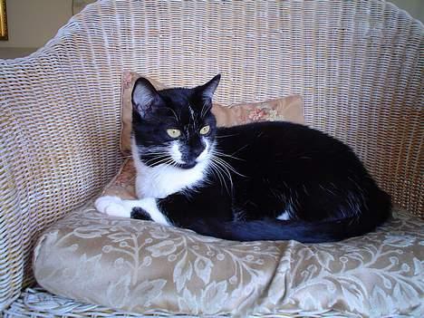 Blanding af racer Freja - Hvad er det? billede 4