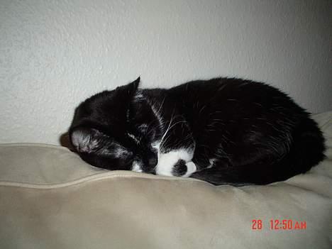 Blanding af racer Freja - Sover lige på sofaen! billede 5