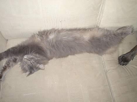 Norsk Skovkat Jaques billede 9