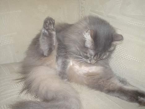 Norsk Skovkat Jaques billede 10