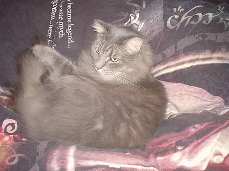 Norsk Skovkat Jaques billede 11