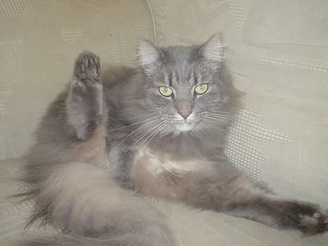 Norsk Skovkat Jaques billede 12