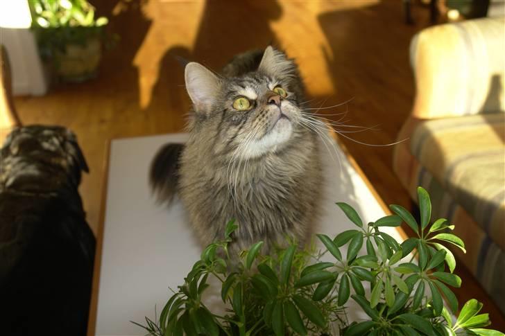 Maine Coon Oliver - Der ér altså en flue på loftet billede 11