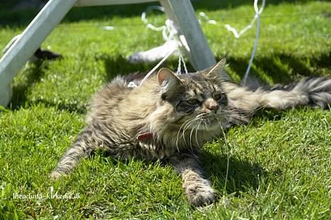 Maine Coon Oliver billede 12