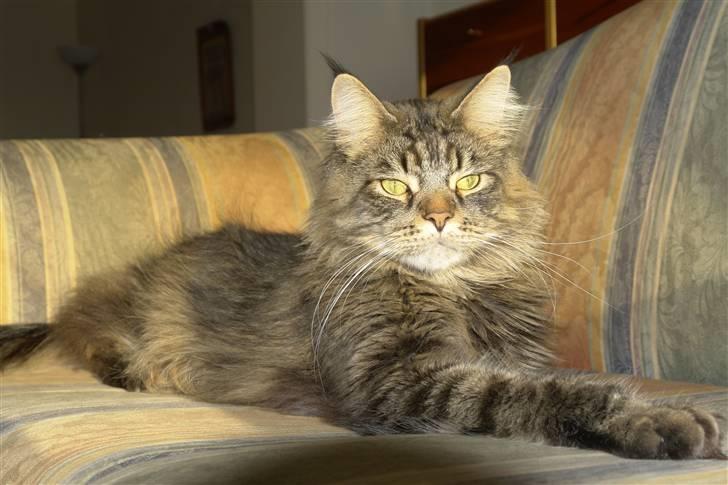 Maine Coon Oliver billede 13