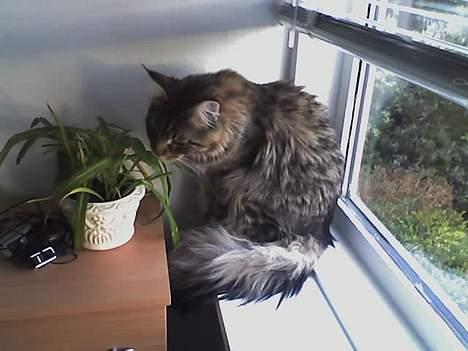 Maine Coon Oliver billede 14