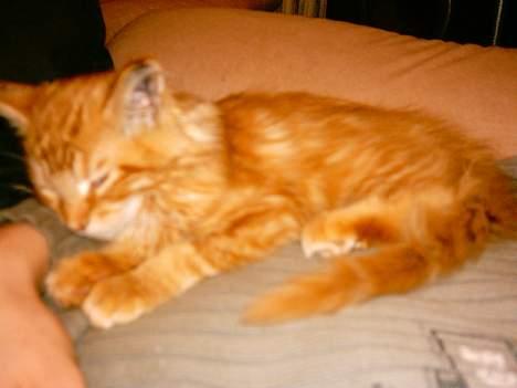 Maine Coon garfield billede 3