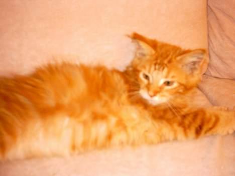 Maine Coon garfield billede 6