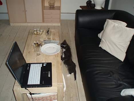 Maine Coon Teasy - Mon der er noget til mig heroppe... billede 8