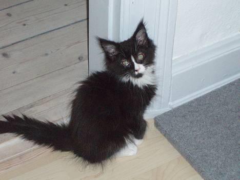 Maine Coon Teasy billede 9