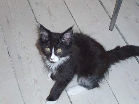 Maine Coon Teasy - Nu er jeg næsten af med mit betændelse, har også snart været på antibiotika i 10 dage billede 10