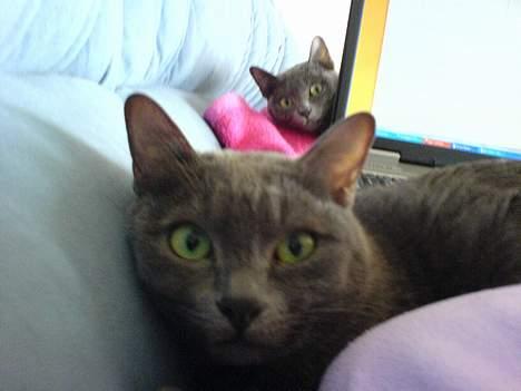 Korat Lucky - Lucky (forrest) og Dona, ovenpå ´Mor´ billede 18