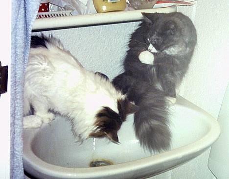 Maine Coon Queen Lazy - så leger vi lige i håndvasken billede 16