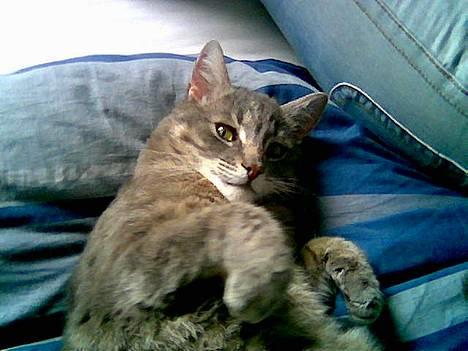 Huskat Anton *DØD* - her er jeg da meget nuttet?? billede 1