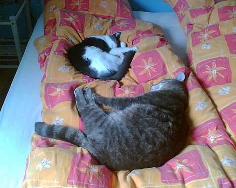 Huskat Anton *DØD* - her putter jeg med lillebror billede 2