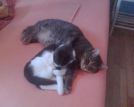 Huskat Anton *DØD* - gå nu væk bølle.... billede 3