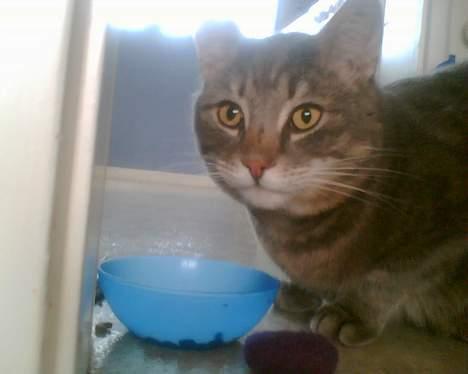 Huskat Anton *DØD* - kan jeg så få lidt madro... billede 4