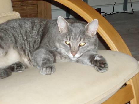 Huskat Anton *DØD* - ikke flere billeder nu mor! billede 5