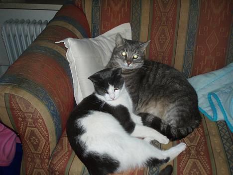 Huskat Anton *DØD* - min lillebror elsker at putte... kan godt være lidt træls. billede 6