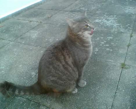 Huskat Anton *DØD* - mmmm godbidder. billede 7