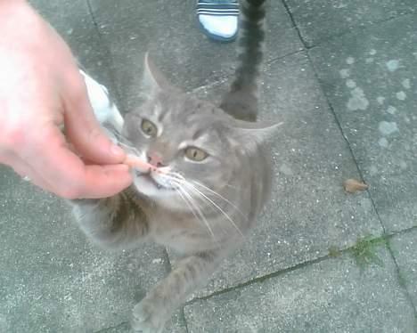 Huskat Anton *DØD* - nam nam hamburgeryg billede 8