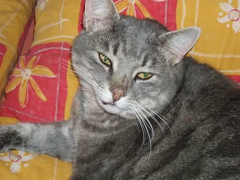 Huskat Anton *DØD* - hvad sker der ?? billede 9